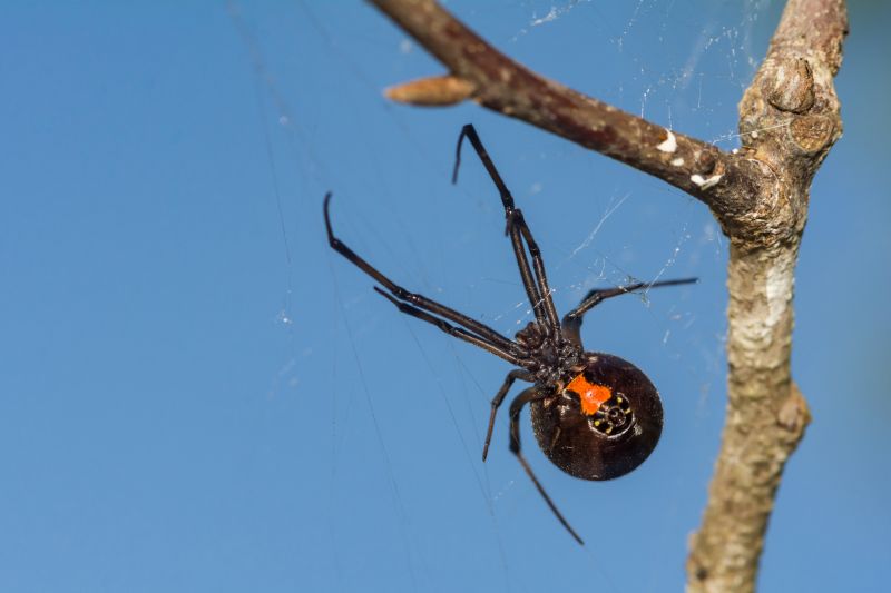 Black Widow Extermination in New Braunfels, TX