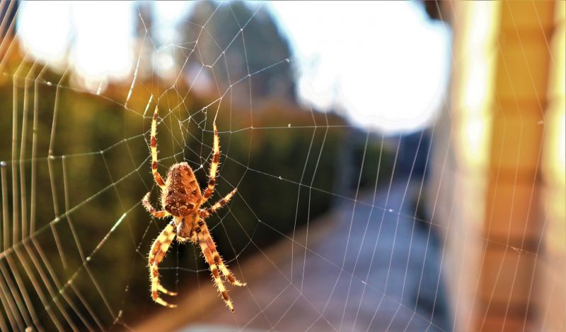 Cross Spider Extermination in Denton, TX