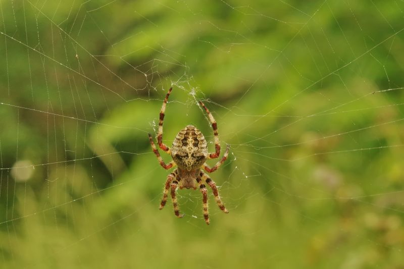 Cross Spider Extermination in Mckinney, TX