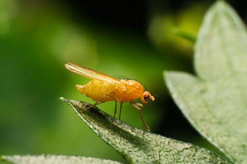 Fruit Fly Extermination in Mckinney, TX