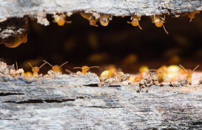 Termite Service in Frisco, TX