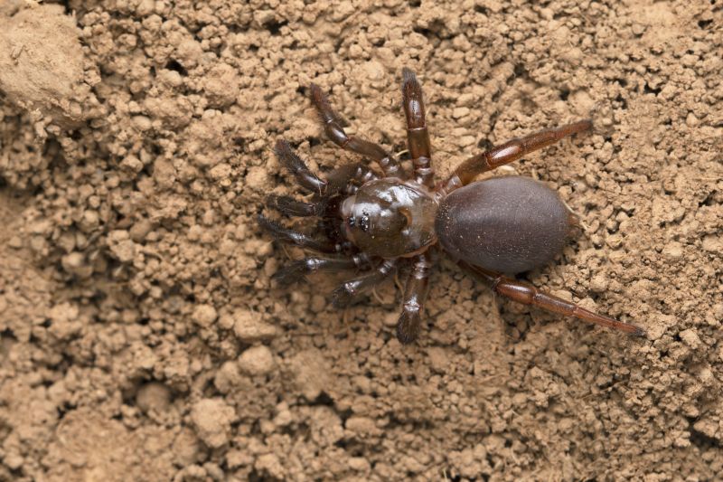 Trapdoor Spider Removal in Mckinney, TX