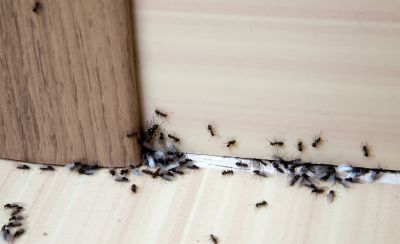 Black Ant Extermination in Frisco, TX