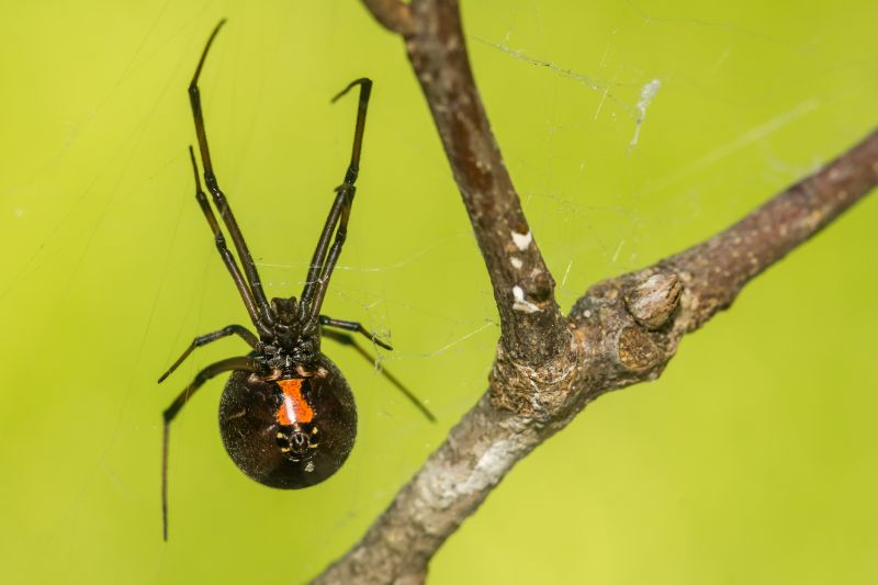 Black Widow Extermination in Mckinney, TX