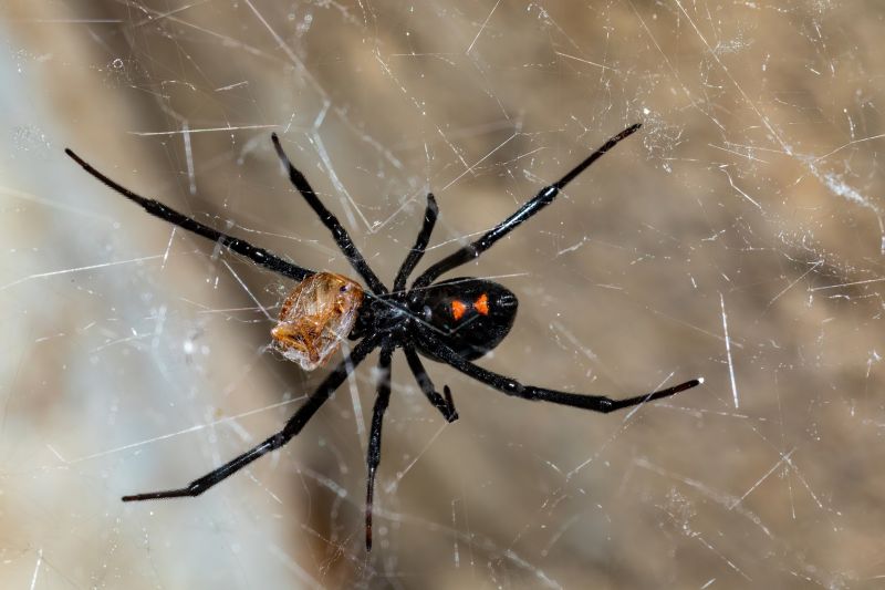 Black Widow Extermination in Mckinney, TX