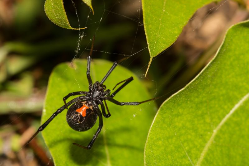 Black Widow Extermination in New Braunfels, TX