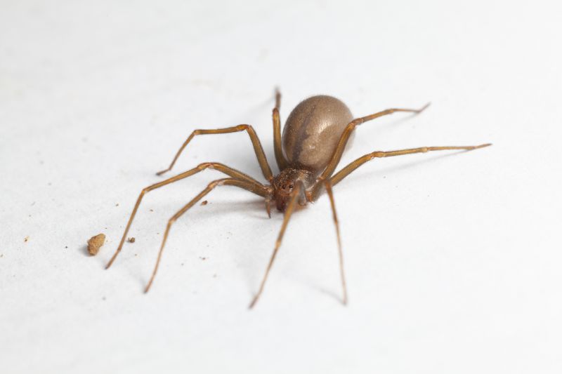Brown Recluse Extermination in Frisco, TX