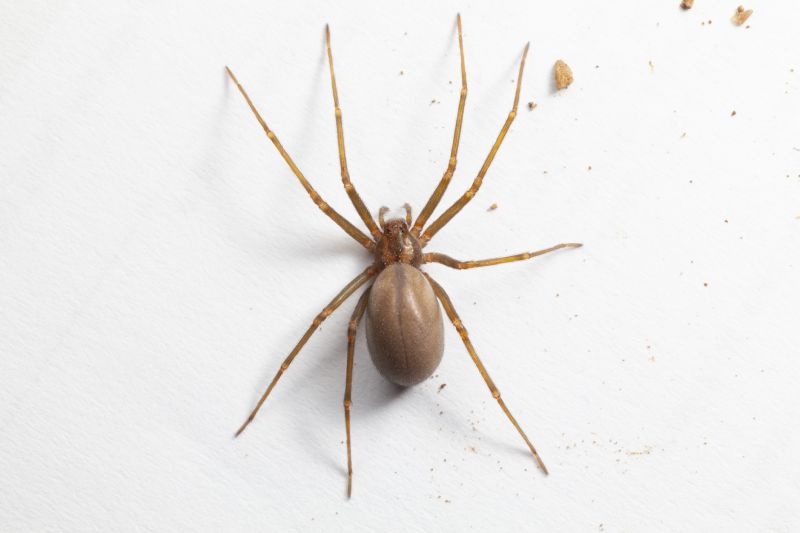 Brown Recluse Extermination in Katy, TX