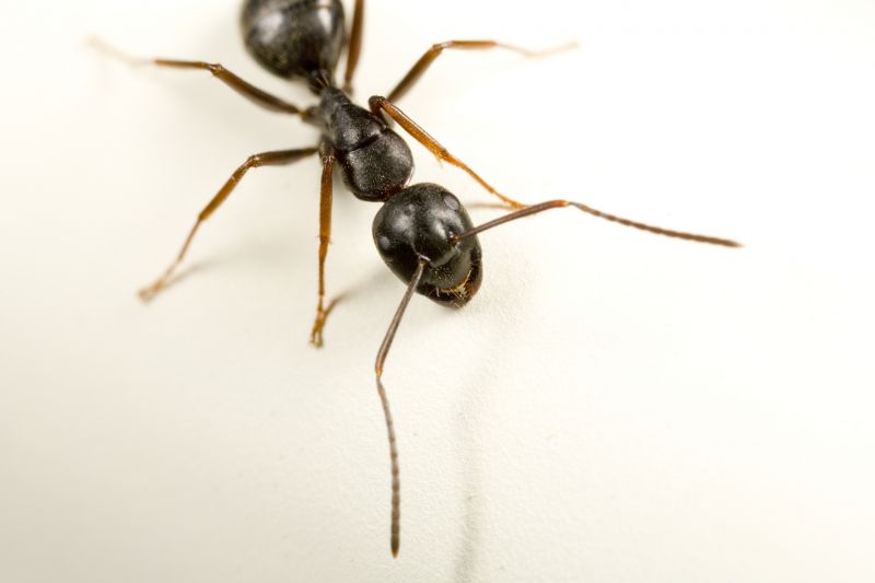 Carpenter Ant Extermination in Frisco, TX