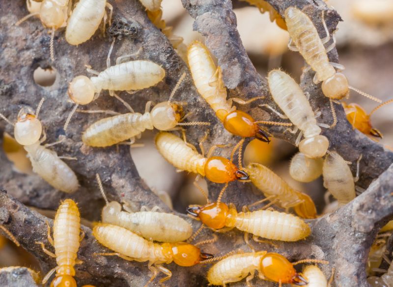Commercial Termite Prevention in Katy, TX