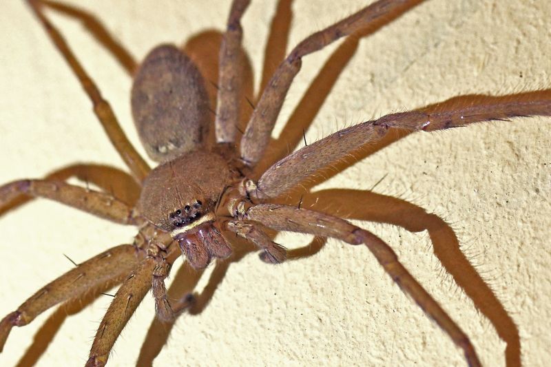 Common Spiders Extermination in Denton, TX