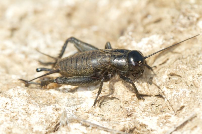 Cricket Control Service in Denton, TX