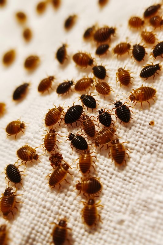 Early Signs Of A Bed Bug Infestation You Shouldn’t Ignore