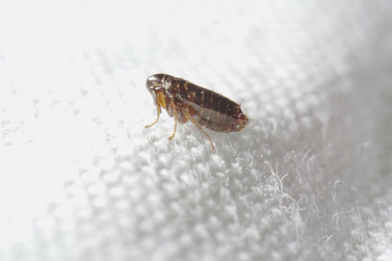 Flea Fumigation Cost — Cost of Flea Fumigation