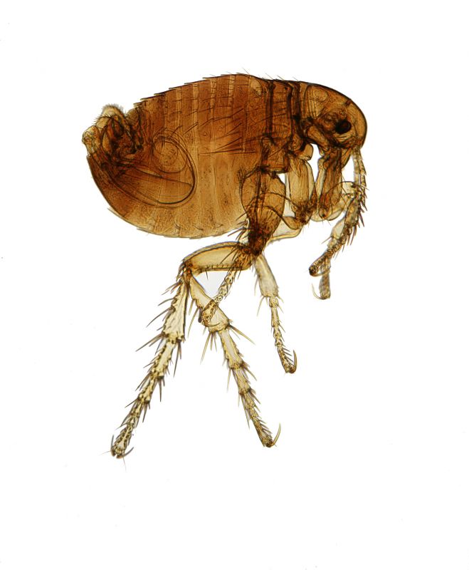 Infestation Prevention