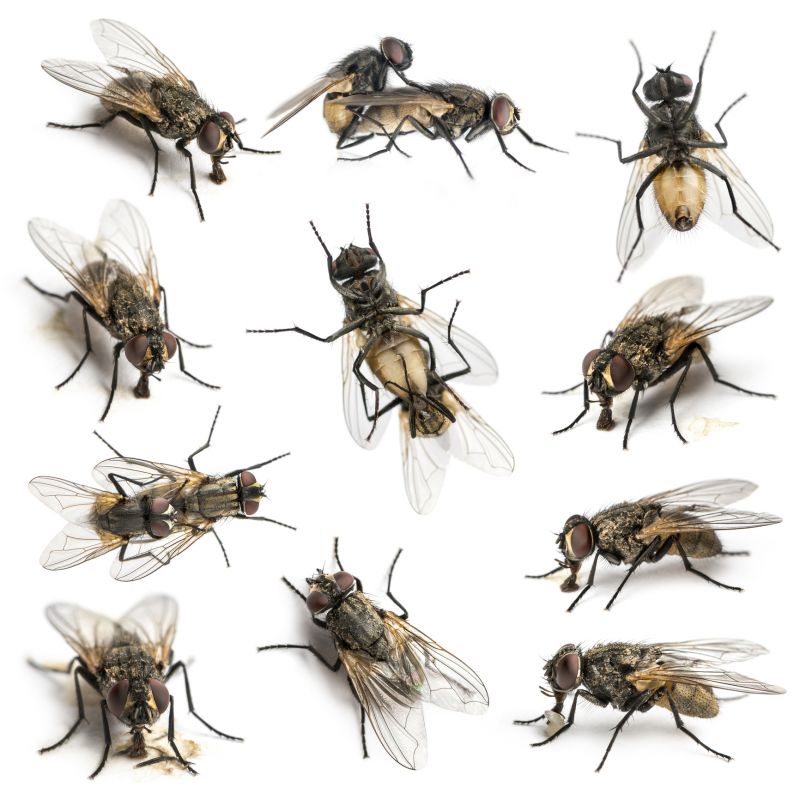 Fly Extermination in Frisco, TX