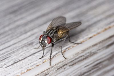 Fly Extermination in New Braunfels, TX