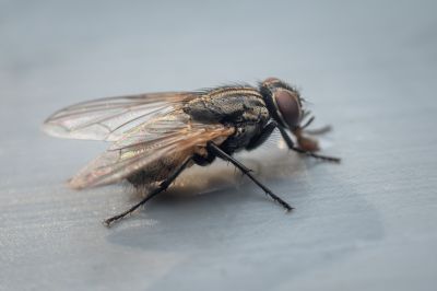 Fruit Fly Extermination in Arlington, TX