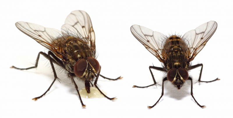 Fruit Fly Extermination in Fort Worth, TX