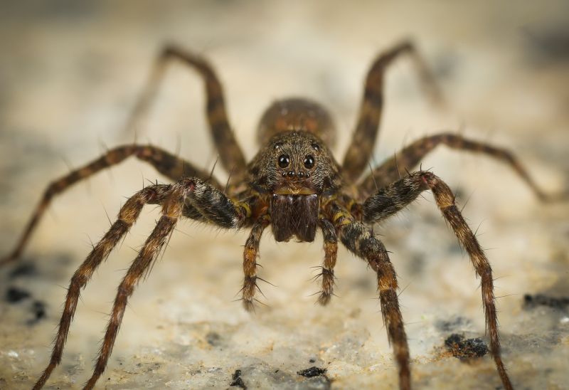 Hobo Spider Extermination in Katy, TX