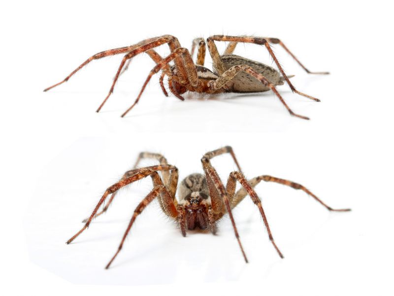 Hobo Spider Extermination in Frisco, TX