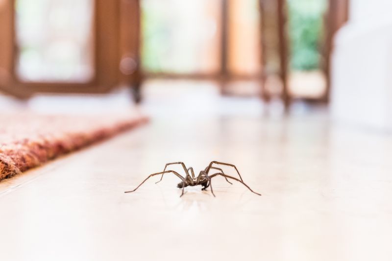 Hobo Spider Extermination in Rockwall, TX