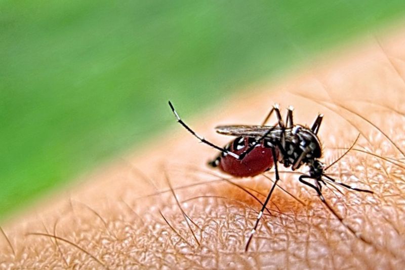 Mosquito Control Service in Denton, TX