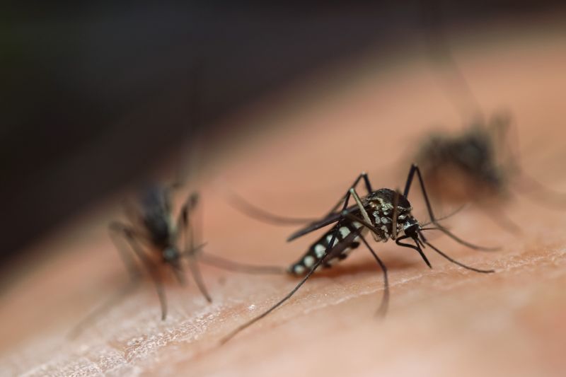 Mosquito Control Service in Fort Worth, TX