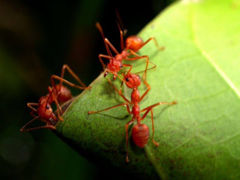 Red Ant Extermination in New Braunfels, TX