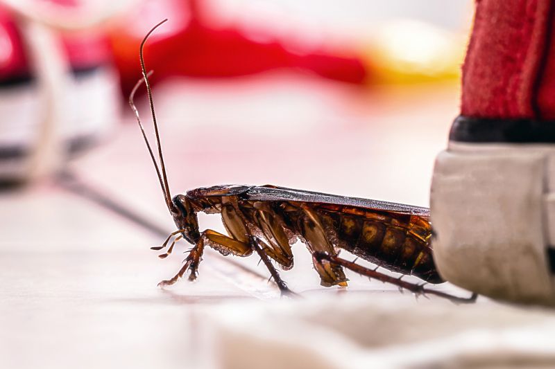Roach Fumigation in Fort Myers, FL