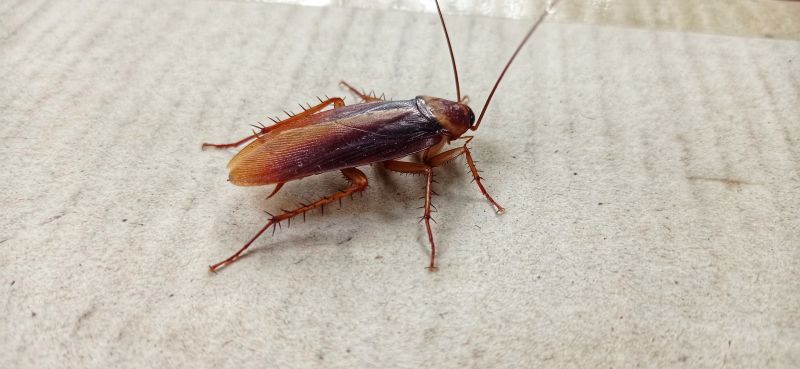 Roach Fumigation in Asheville, NC