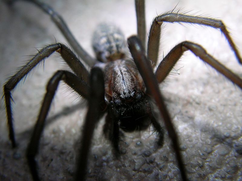 Spider Extermination Service in Denton, TX