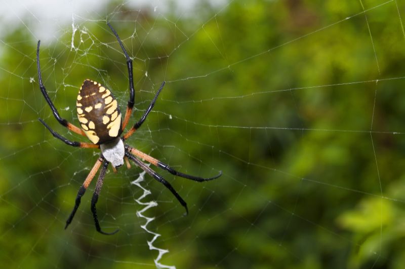 Spider Fumigation Service in Phoenix, AZ