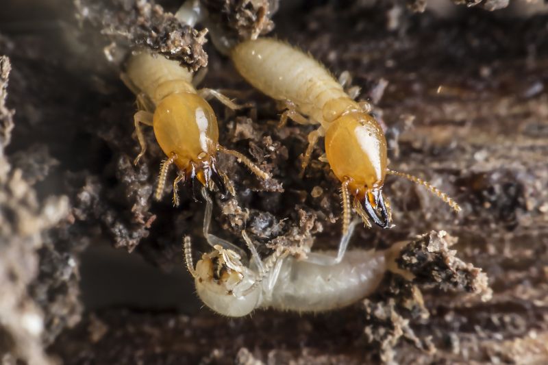 Termite Infestation Service in Katy, TX