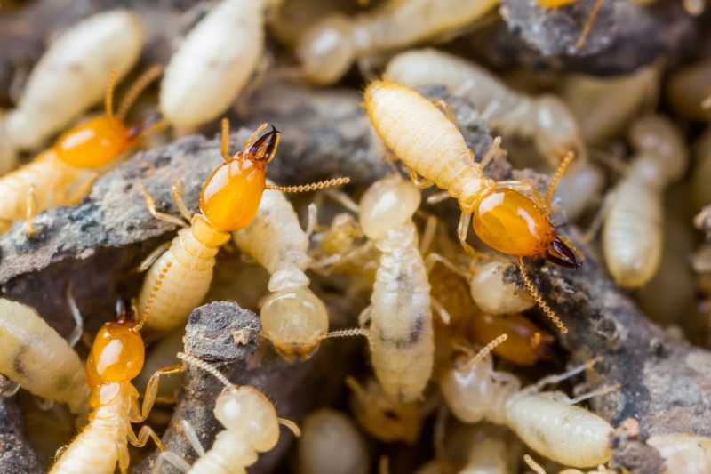 Termite Tenting in Fredericksburg, VA