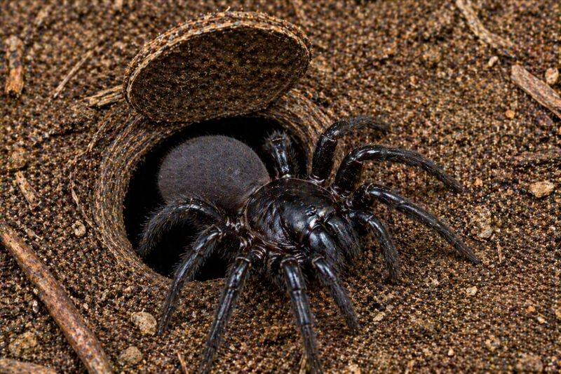 Trapdoor Spider Extermination in Fort Worth, TX