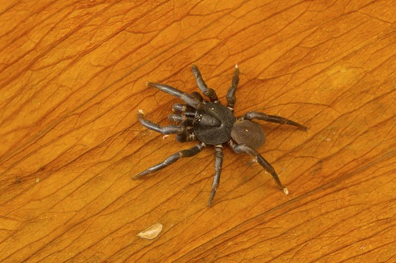 Trapdoor Spider Removal in New Braunfels, TX