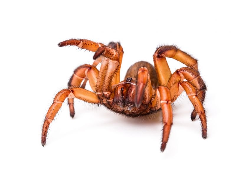 Trapdoor Spider Removal in Frisco, TX