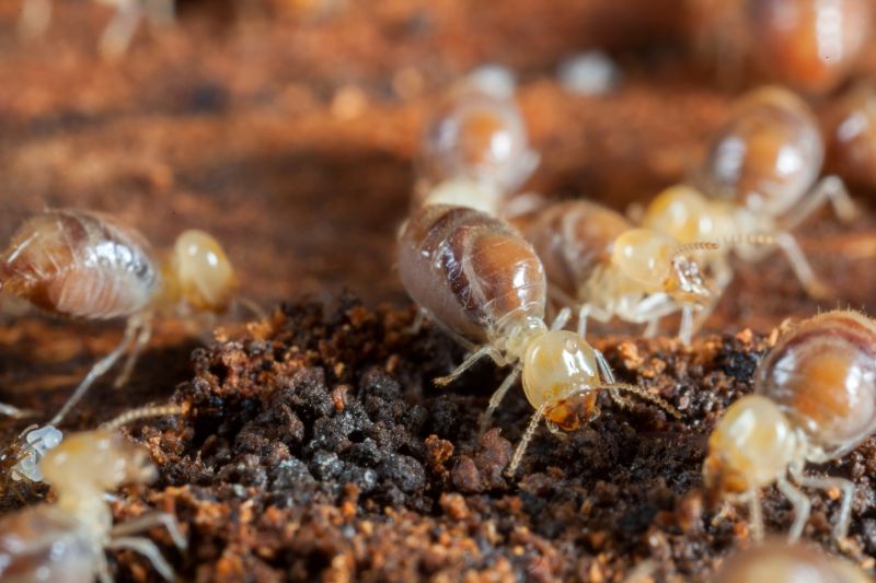 Winged Termite Extermination in Katy, TX